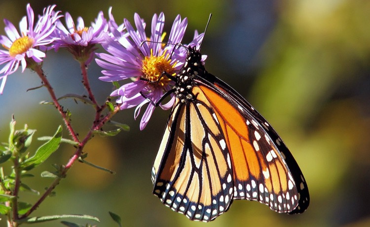 Attracting Butterflies