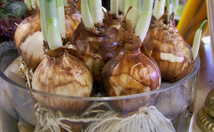 Forcing Bulbs