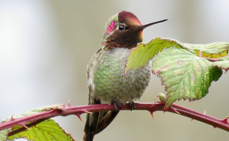 Attract Hummingbirds