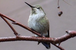 Attracting Hummingbirds