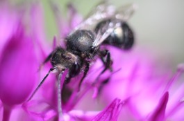 Mason Bees