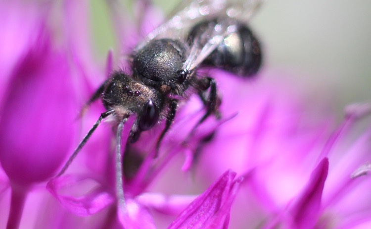 Living with Mason Bees