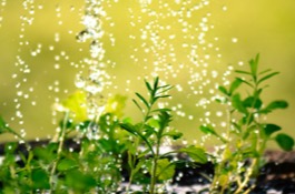 Rain Gardens & Bioswales