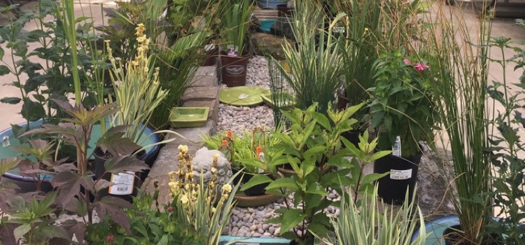 rain garden