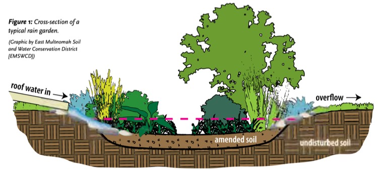 rain garden