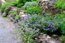 Rock Gardens