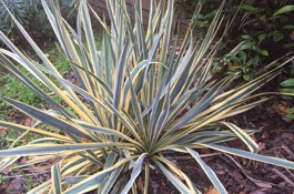 Xeriscaping