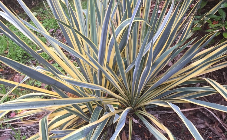 Xeriscaping