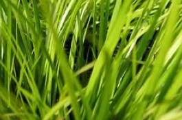 Grasses