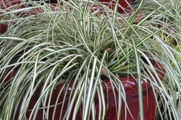 Grasses