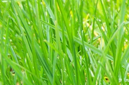 Grasses