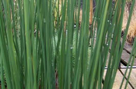 Grasses
