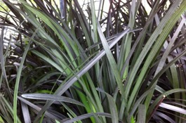 Grasses