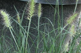 Grasses