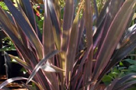 Grasses