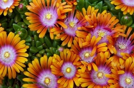 Delosperma