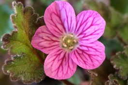 ground covers