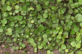 ground covers