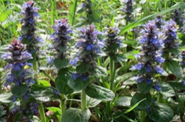 ground covers