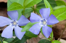 Vinca