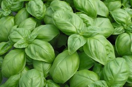 Herbs: Basil