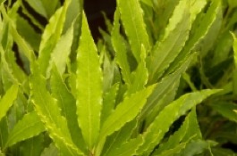 Herbs: Bay Laurel