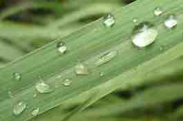 Herbs: citronella
