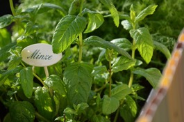 Herbs: Society Garlic