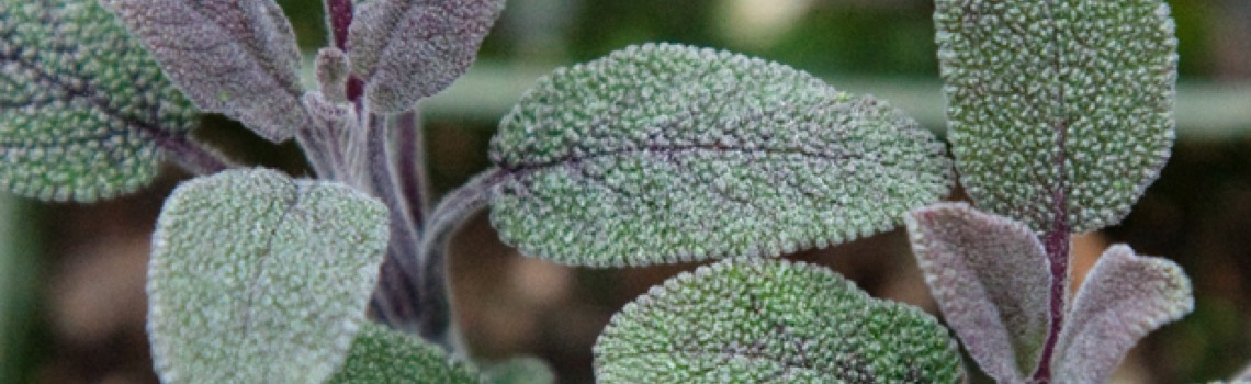 herbs