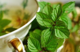 Herbs for tea
