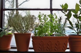 Herbs: Society Garlic