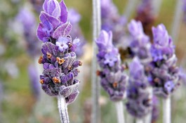 Herbs: Lavender
