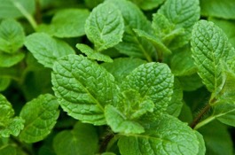 Herbs: Mint