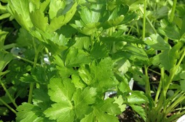 Herbs: Parsley