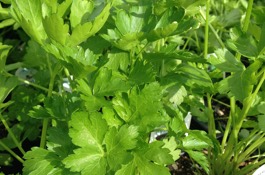 Lemon Verbena  Portland Nursery