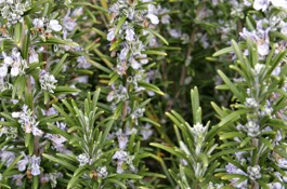 Herbs: Rosemary