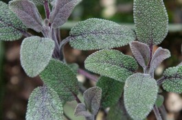 Herbs: Sage