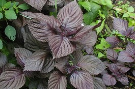 Herbs: Shiso