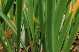 Herbs: Society Garlic