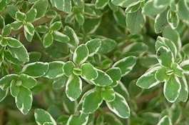 Herbs: Thyme