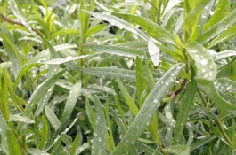 Herbs: Uncommon Seasonings