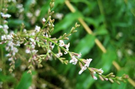 Herbs: Lemon Verbena