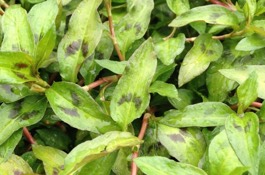 Herbs: Vietnamese Coriander