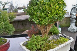 Houseplants