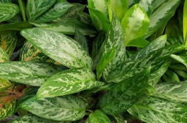 Houseplants