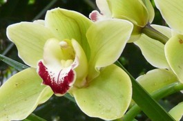 Houseplants