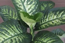 Houseplants