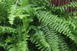 Houseplants