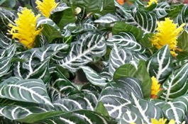 Houseplants