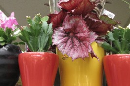 Houseplants
